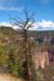 Grand Canyon Tree